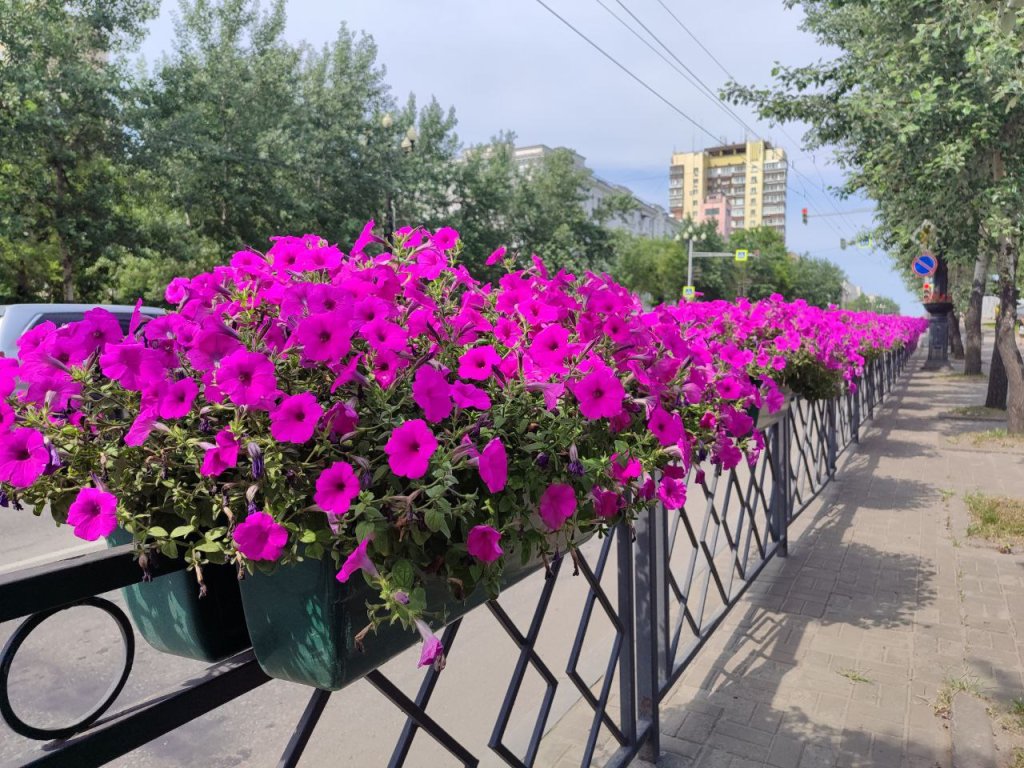 чит-газ цветы.jpg