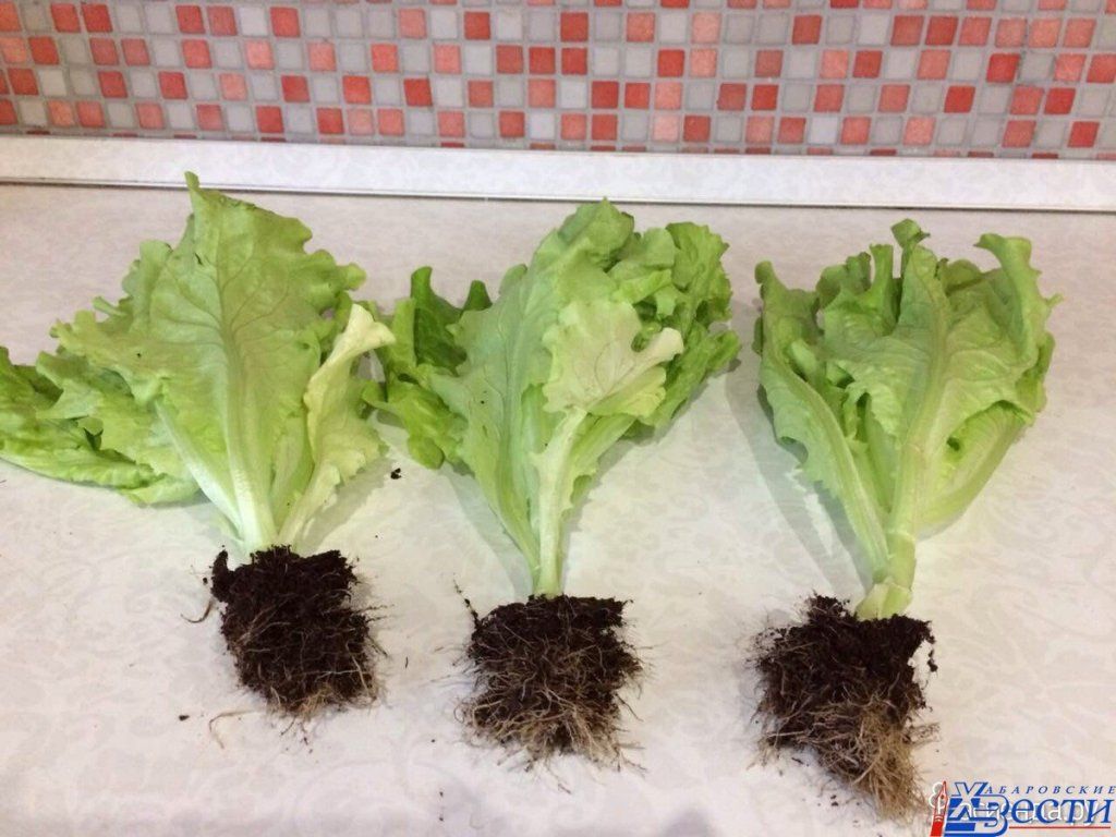 салат из горшка.jpg