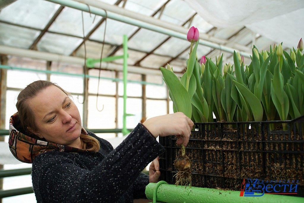 тюльпан1 пресс служба.jpg