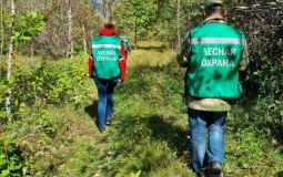 Уже вторую неделю в Хабаровском крае не зафиксированы лесные пожары