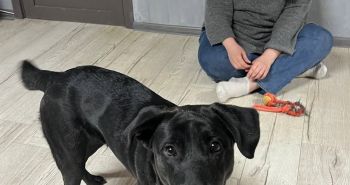 Пусть хвостик меня непременно найдет